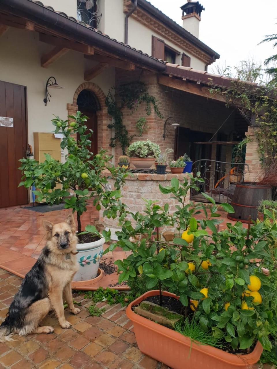 Ca' Dei Gelsi B & B Coriano Exteriér fotografie