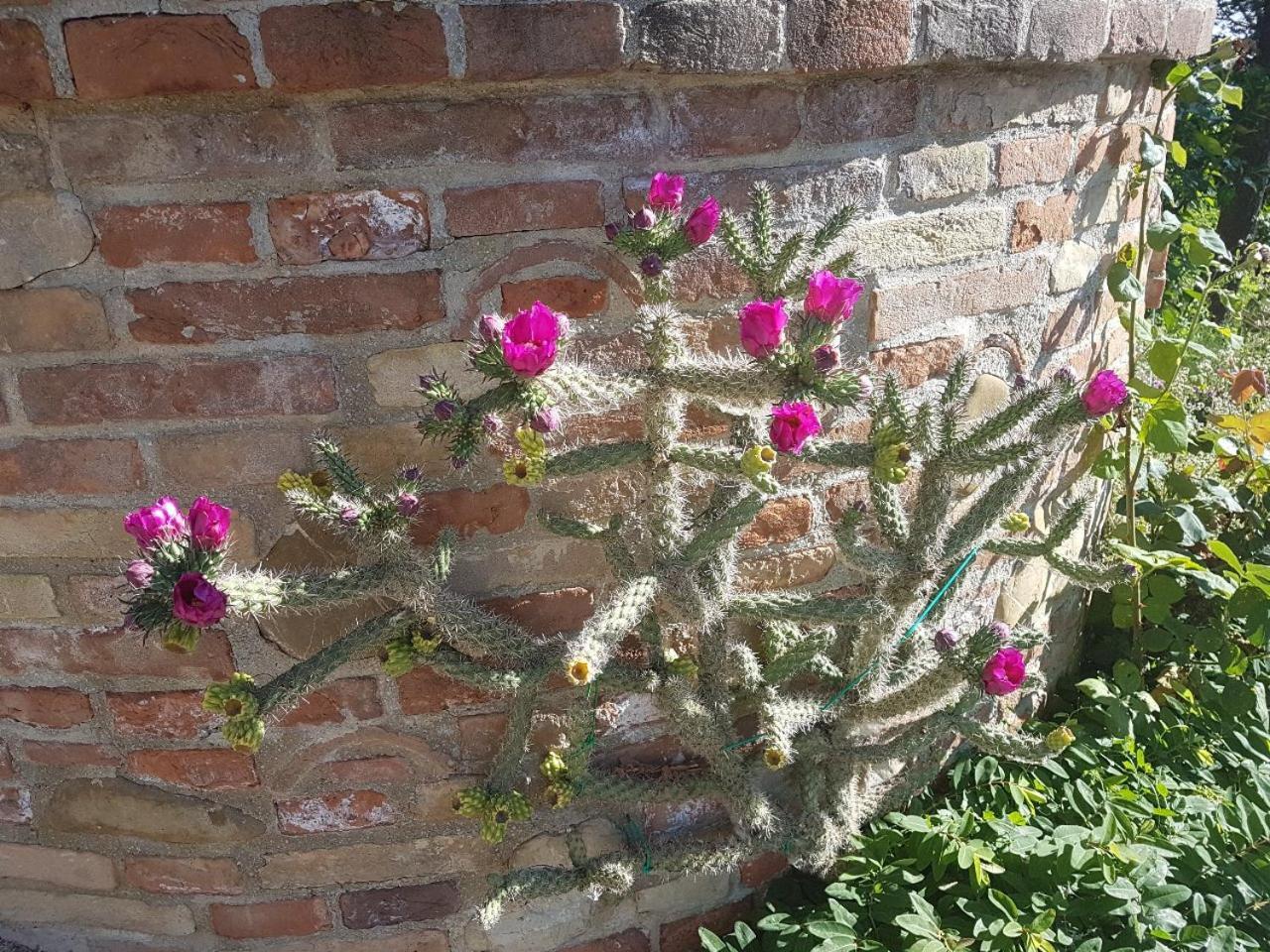 Ca' Dei Gelsi B & B Coriano Exteriér fotografie